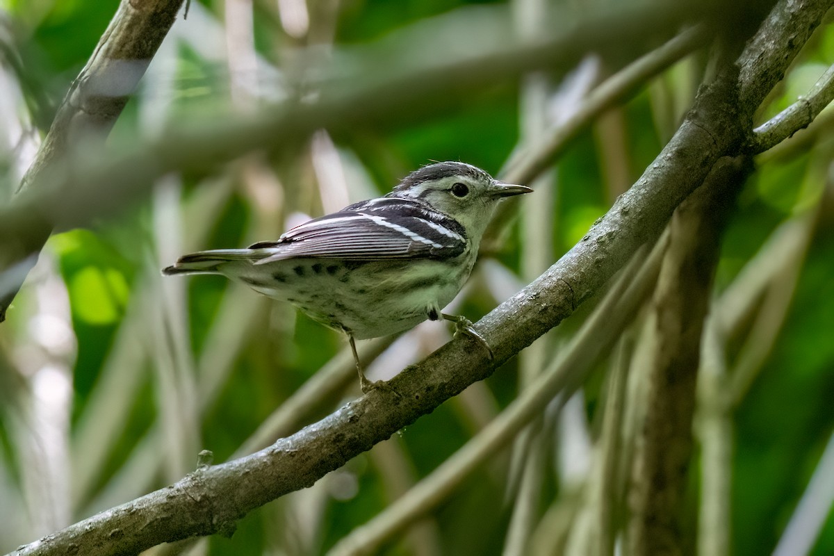 Black-and-white Warbler - Joshua Kautz