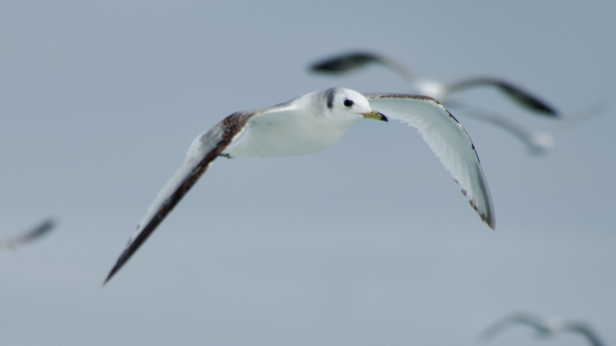 Black-legged Kittiwake - ML619394116