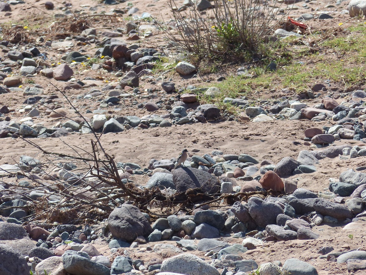 African Chaffinch - ML619394118