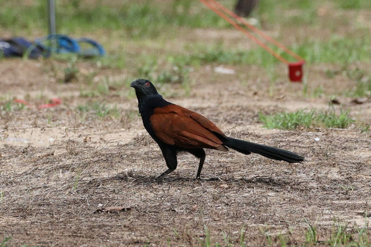 Greater Coucal - Andrey Plaksin