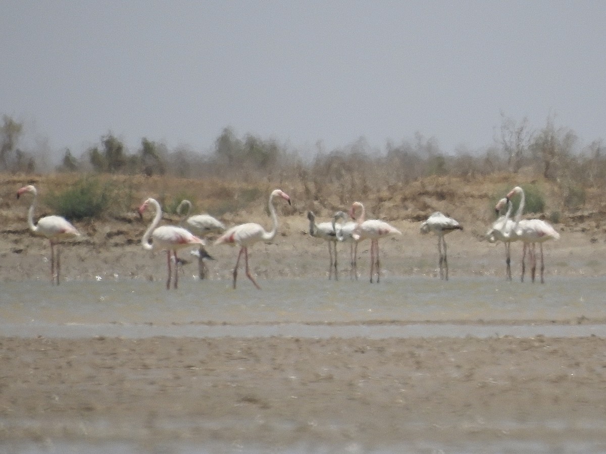 Greater Flamingo - Zafeer Ahmed Shaikh