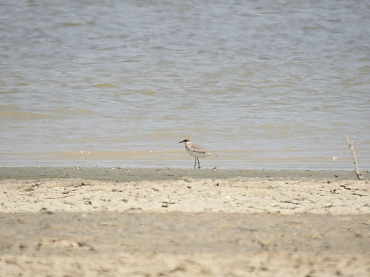 Greater Sand-Plover - Zafeer Ahmed Shaikh