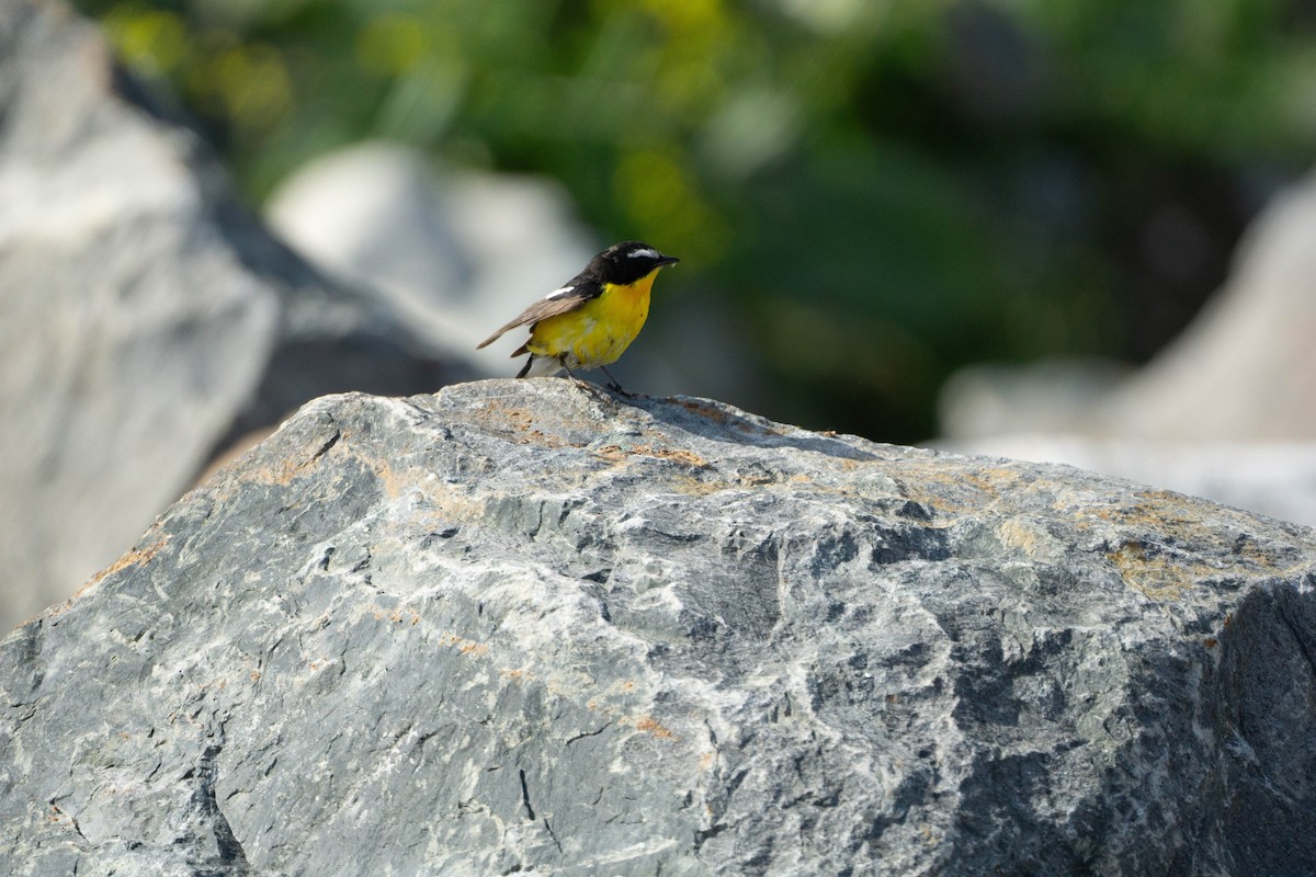 Yellow-rumped Flycatcher - Minjun Kim