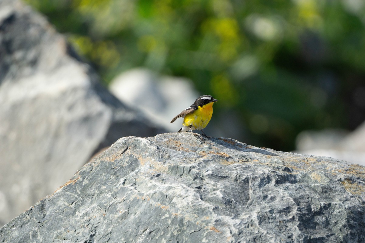 Yellow-rumped Flycatcher - Minjun Kim