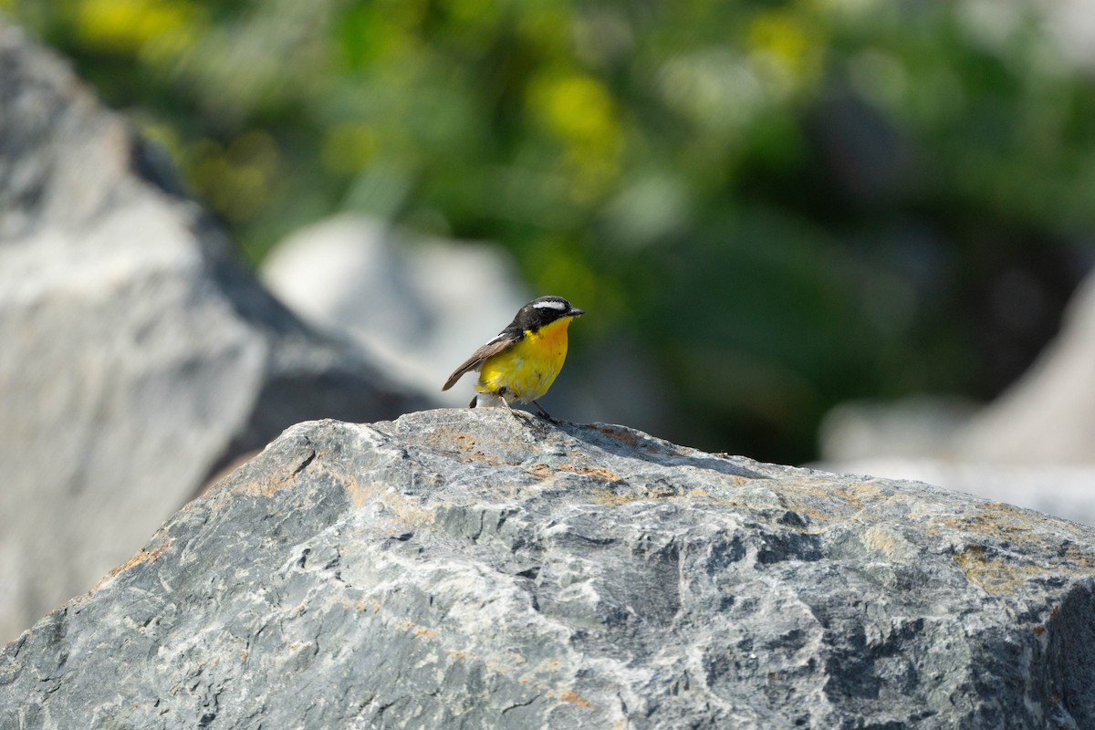 Yellow-rumped Flycatcher - Minjun Kim