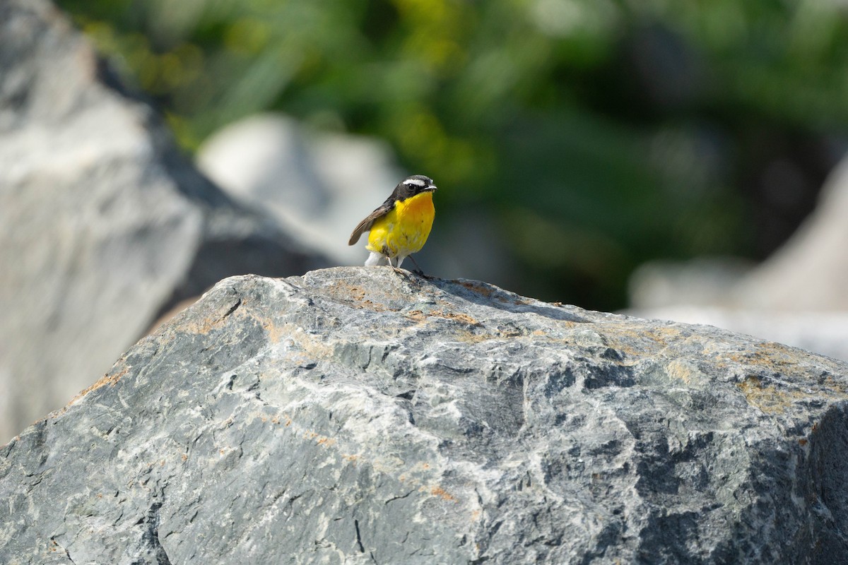 Yellow-rumped Flycatcher - Minjun Kim