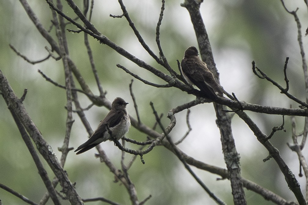 Northern Rough-winged Swallow - Scott Fraser