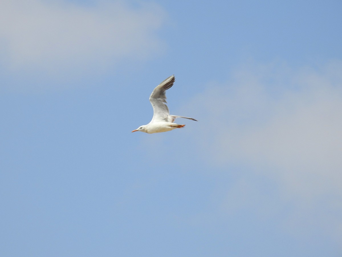 Slender-billed Gull - Zafeer Ahmed Shaikh