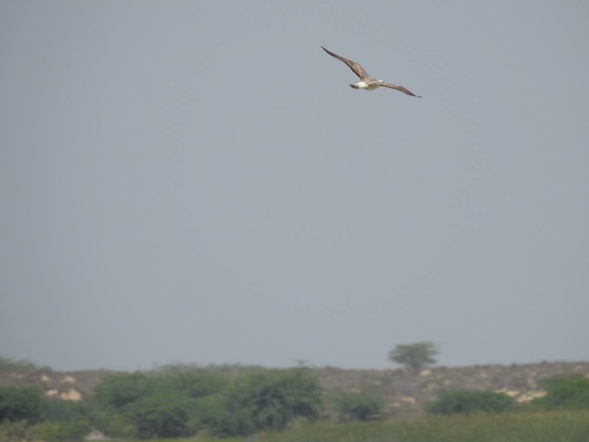 Lesser Black-backed Gull - Zafeer Ahmed Shaikh