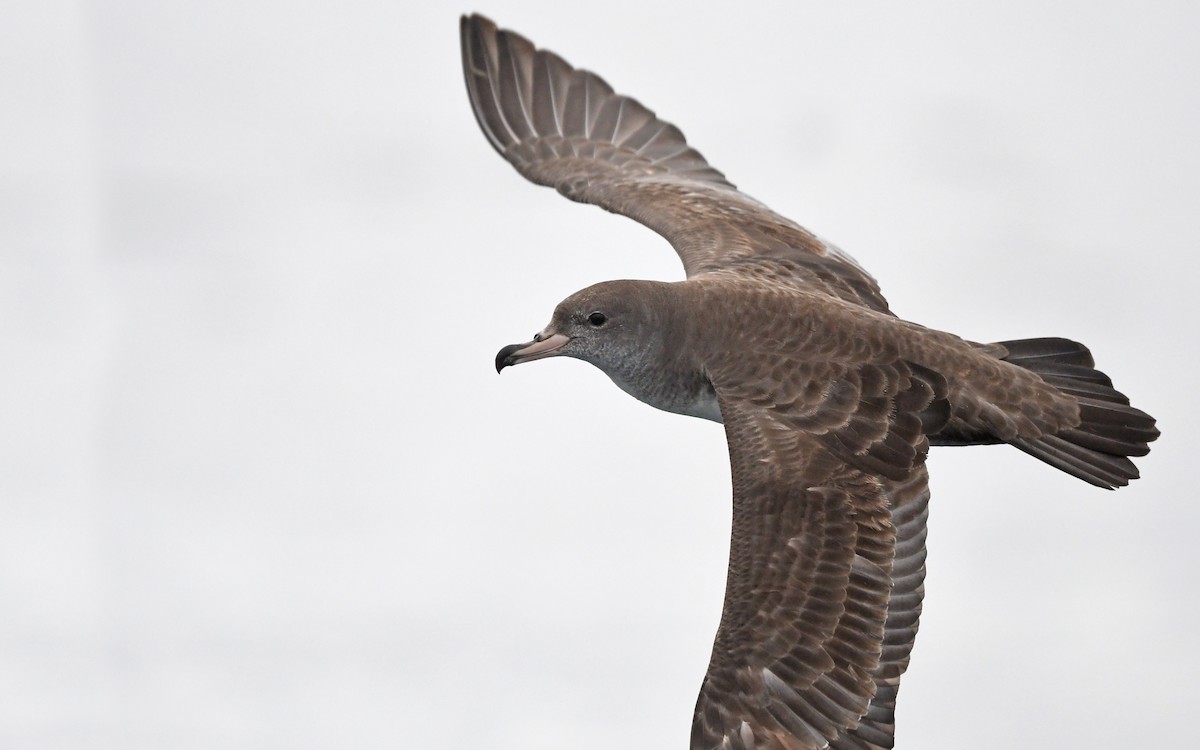 Pink-footed Shearwater - Christoph Moning