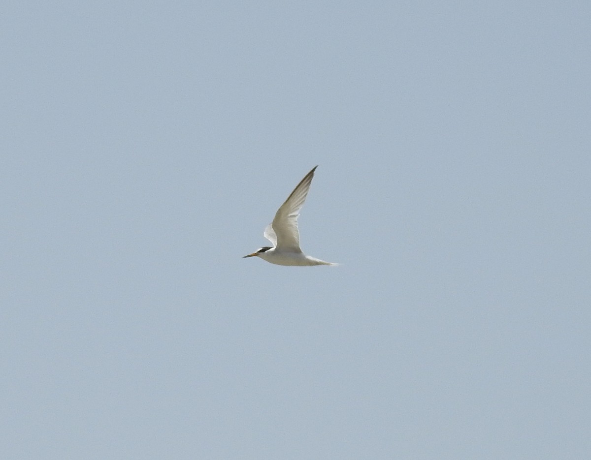 Little Tern - ML619394187