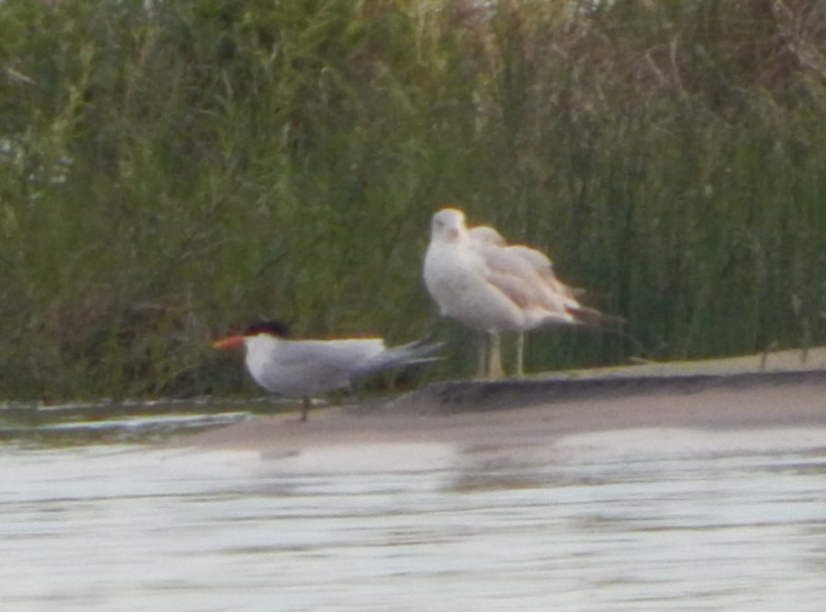 Elegant Tern - Steve Stone