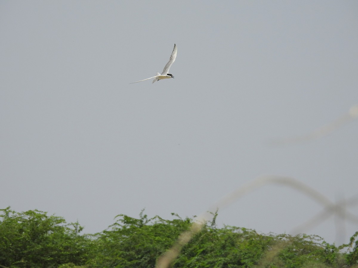 Gull-billed Tern - Zafeer Ahmed Shaikh