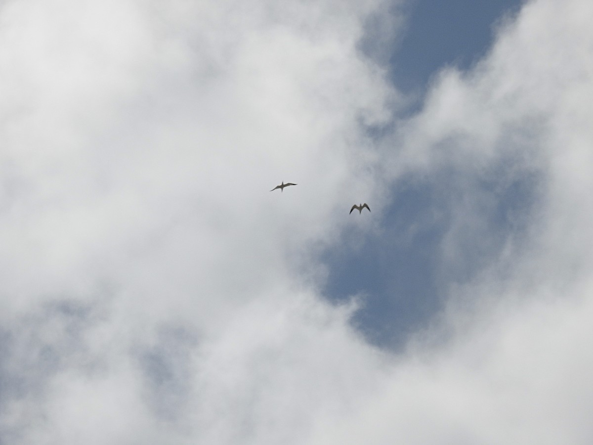 Caspian Tern - ML619394198