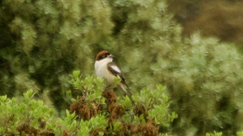 Woodchat Shrike - ML619394201