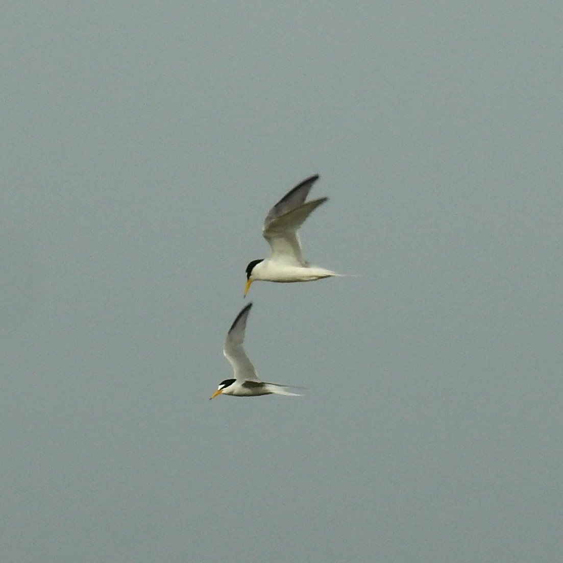 Little Tern - Fernando T Rico