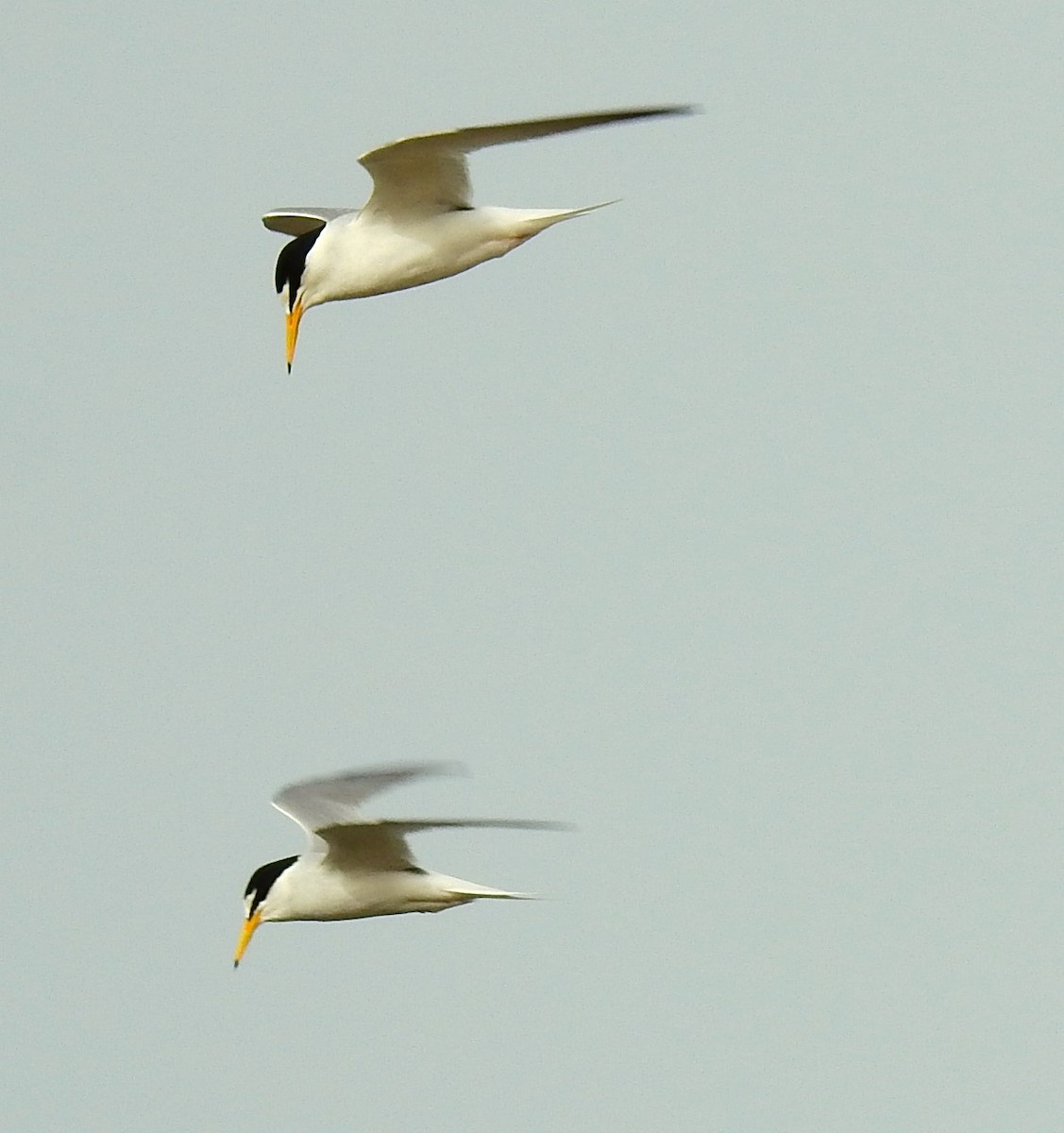 Little Tern - Fernando T Rico