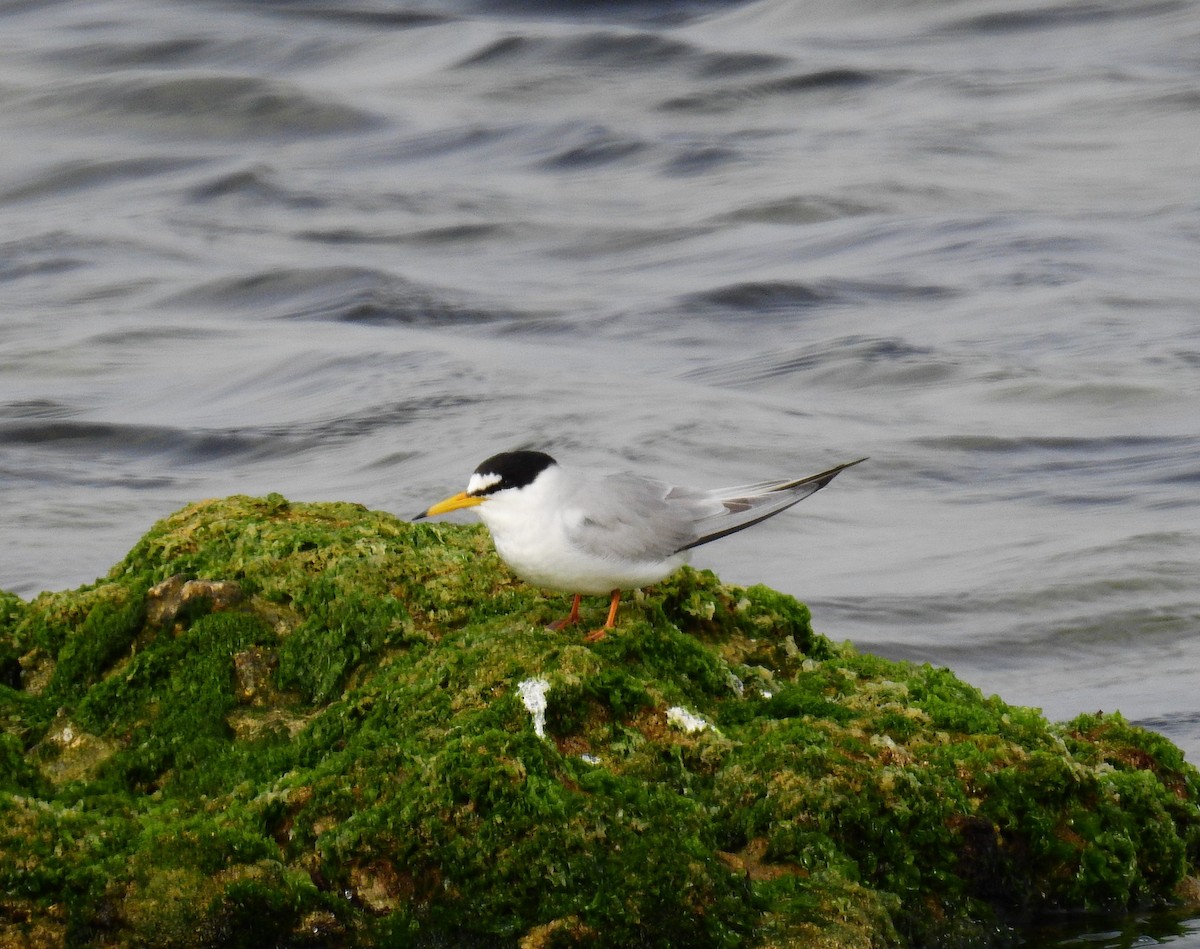 Little Tern - Fernando T Rico