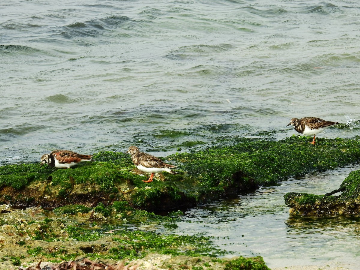 Ruddy Turnstone - Fernando T Rico