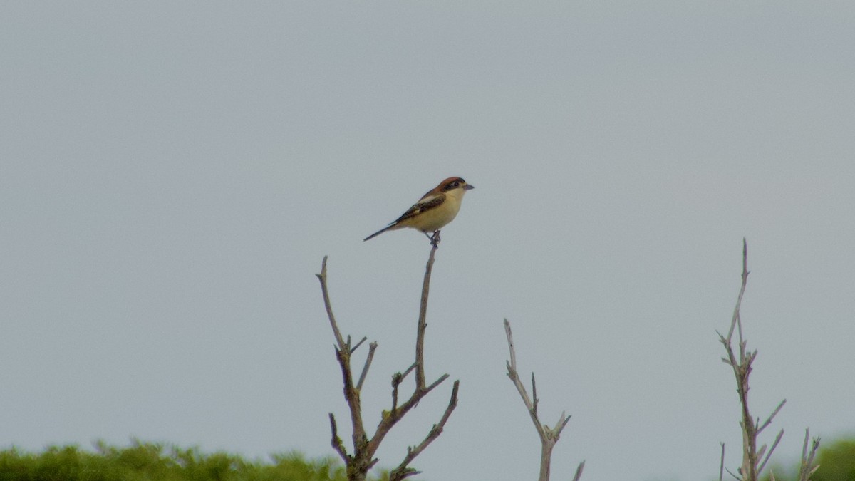 Woodchat Shrike - ML619394226