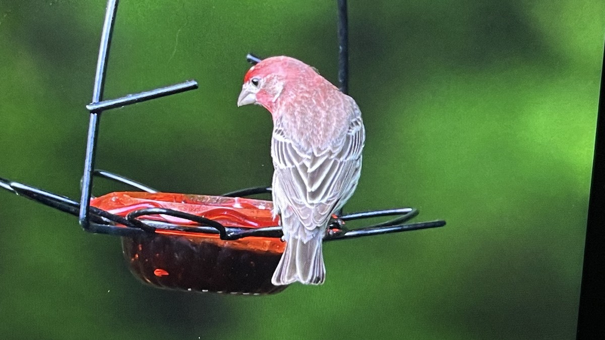 House Finch - John Devroy