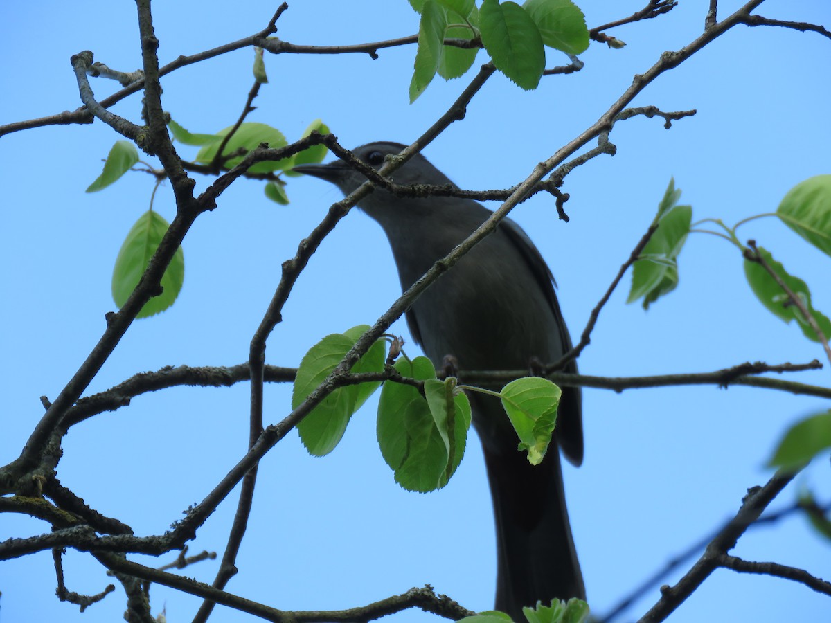 Gray Catbird - Denise Moreault