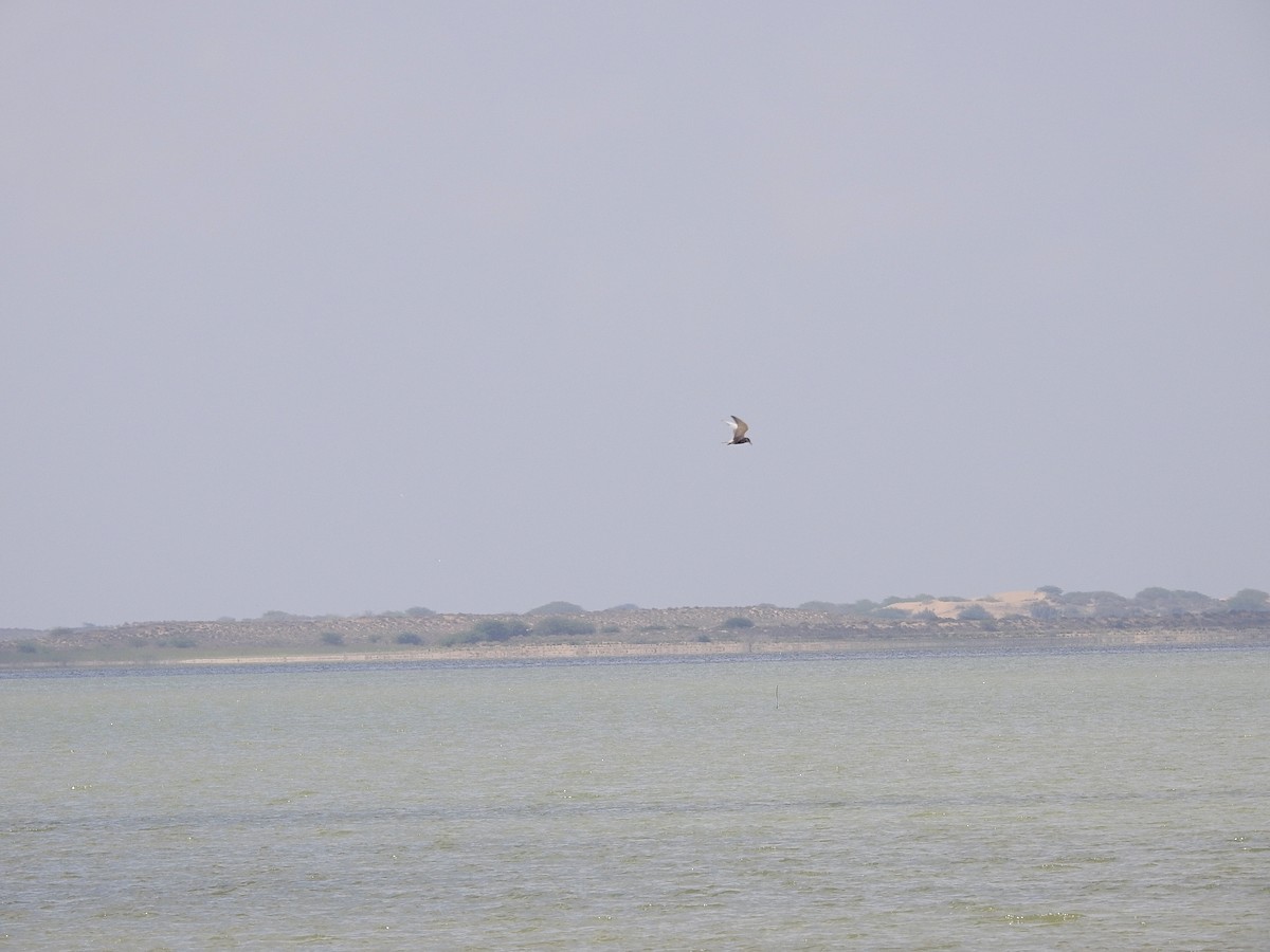 Whiskered Tern - Zafeer Ahmed Shaikh