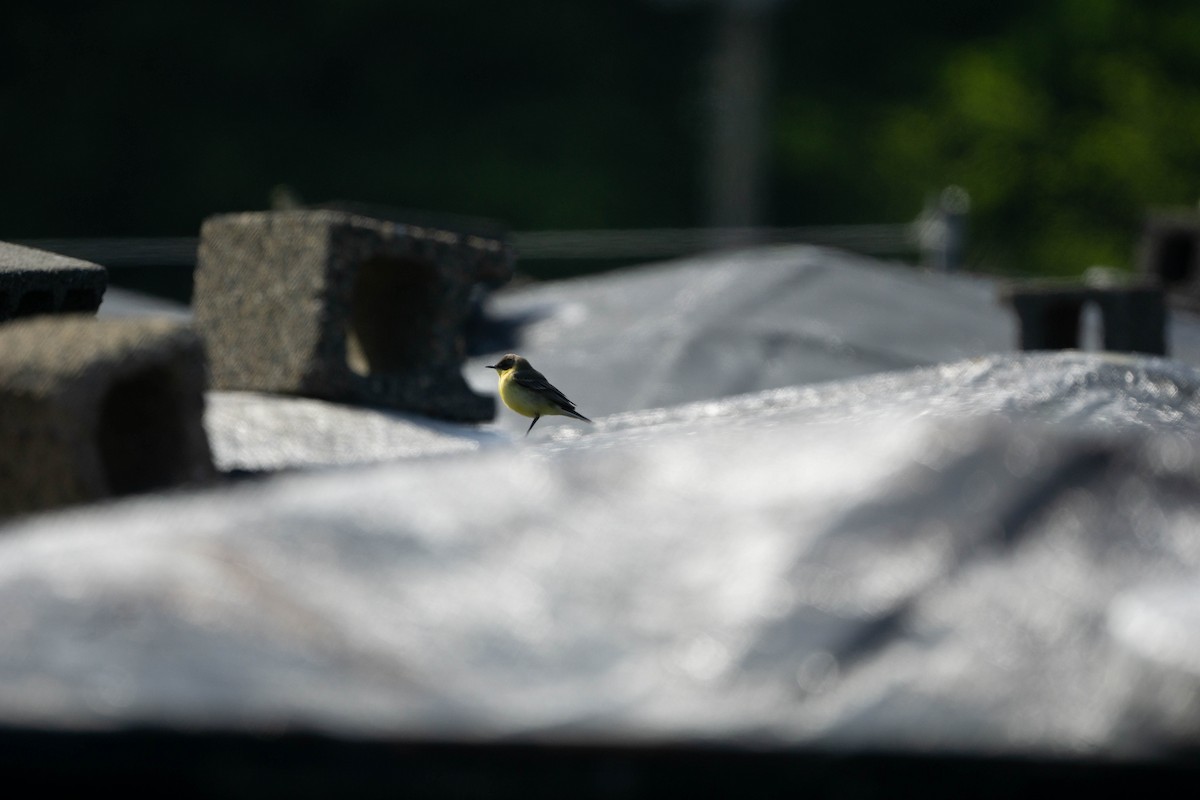 Eastern Yellow Wagtail (Manchurian) - Minjun Kim