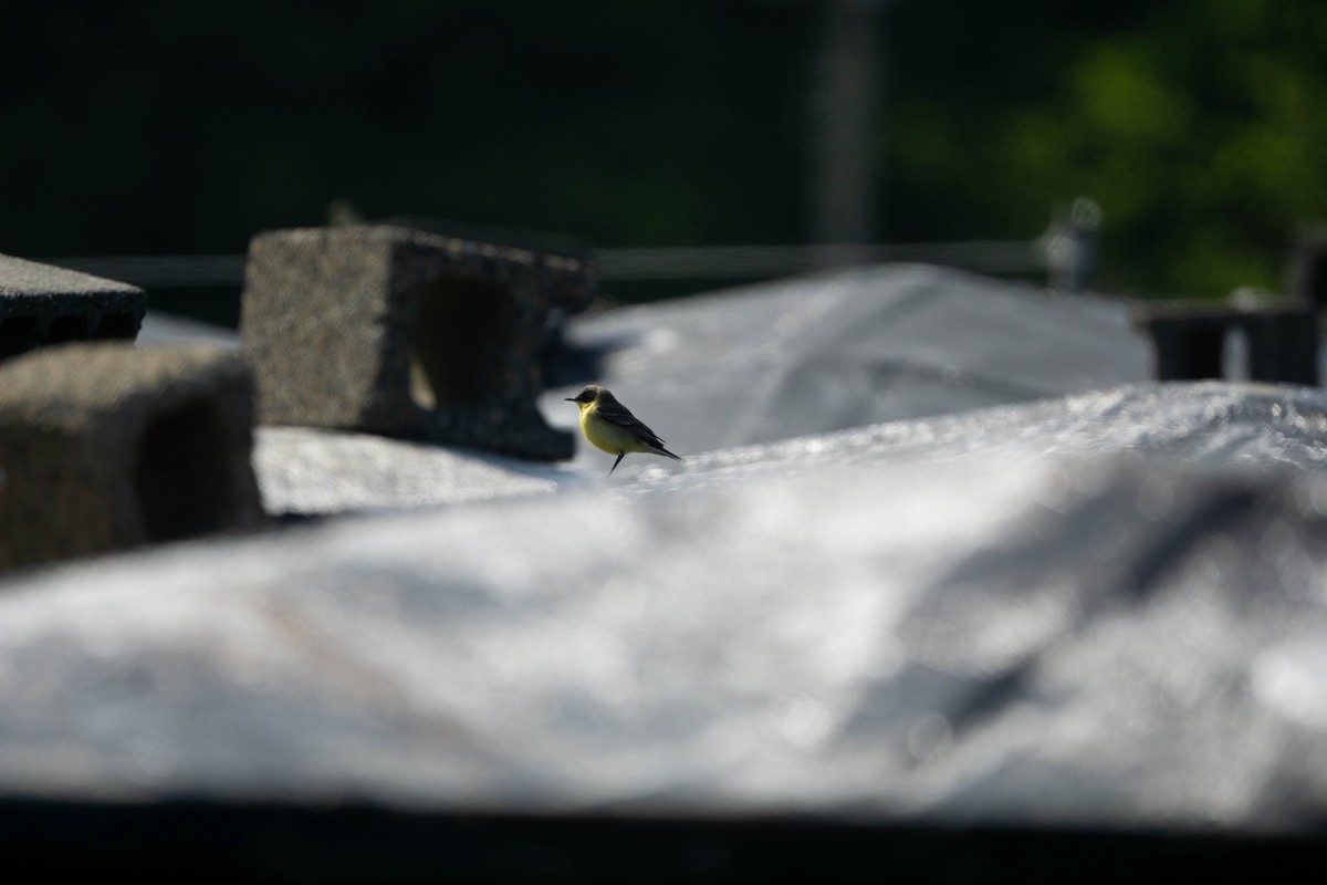 Eastern Yellow Wagtail (Manchurian) - Minjun Kim