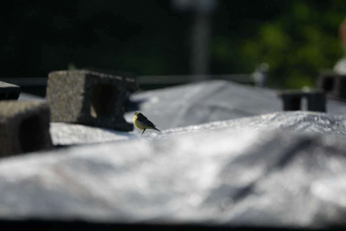 Eastern Yellow Wagtail (Manchurian) - Minjun Kim