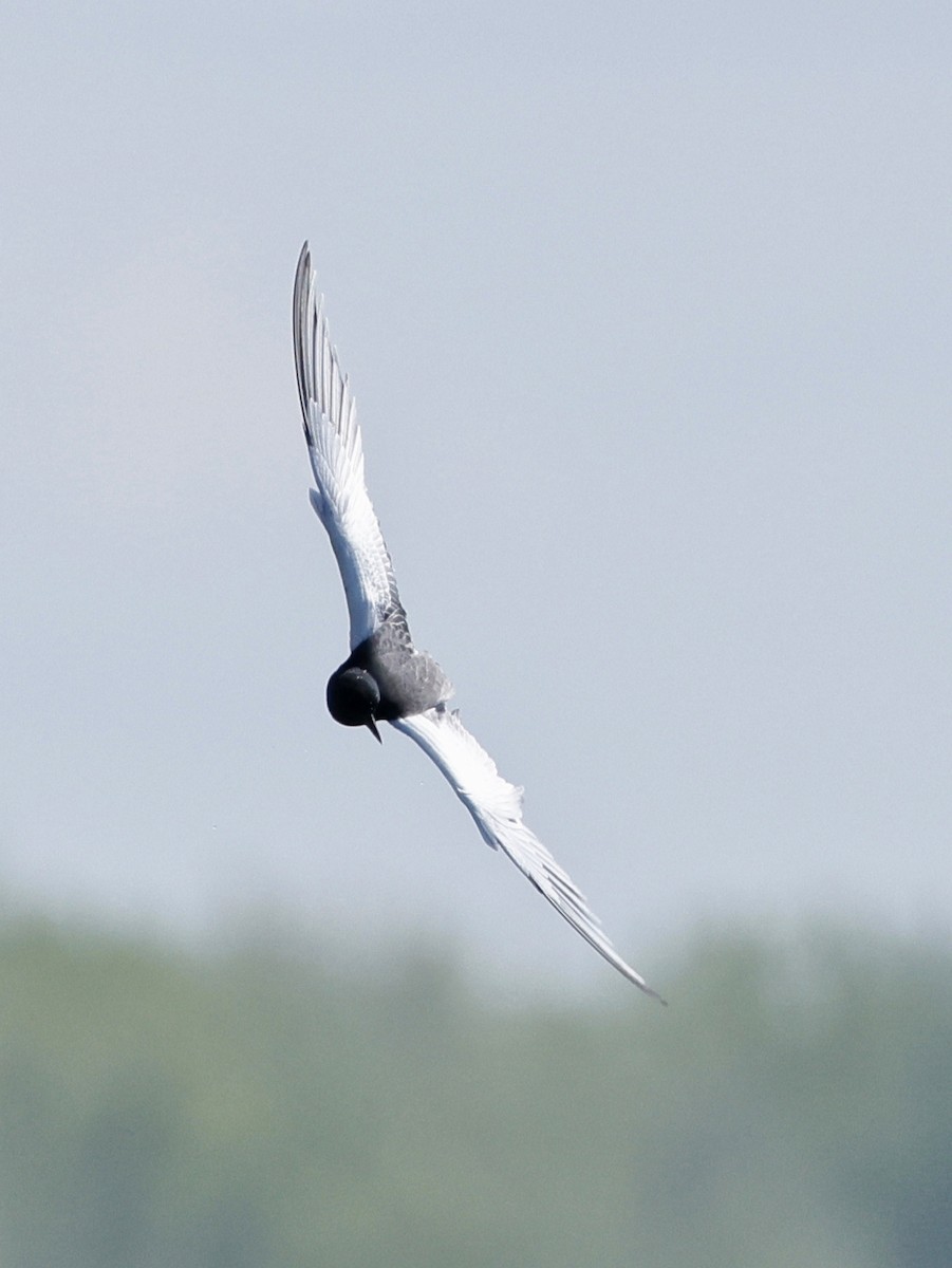 White-winged Tern - Denis Tétreault