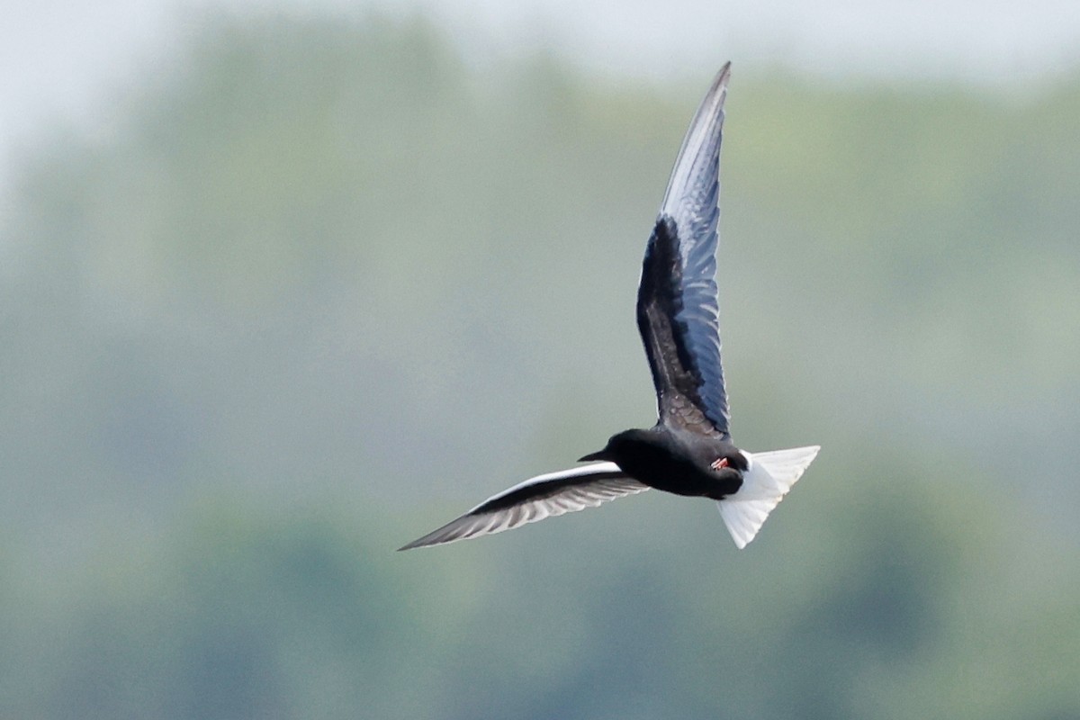 White-winged Tern - Denis Tétreault