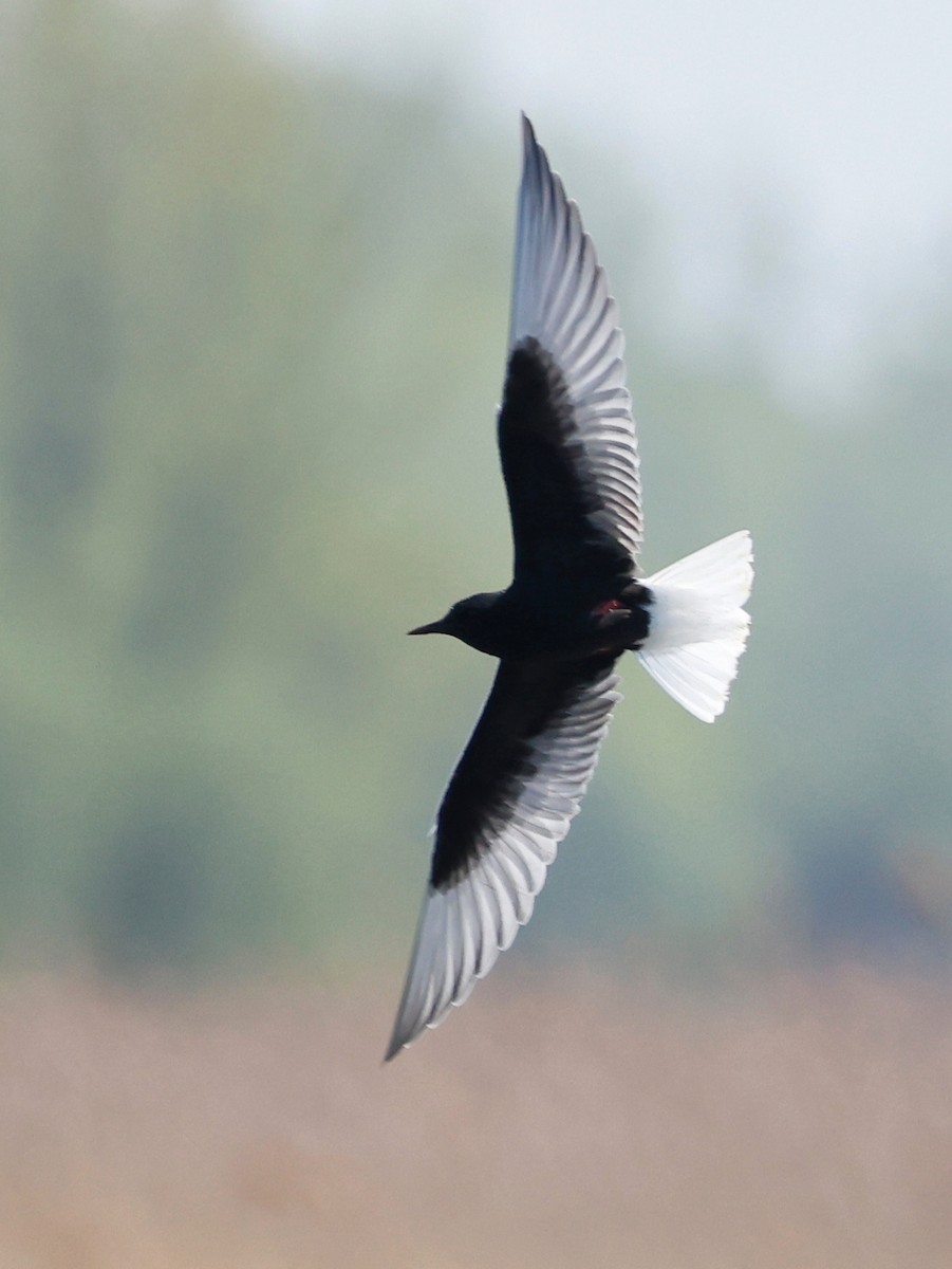 White-winged Tern - Denis Tétreault