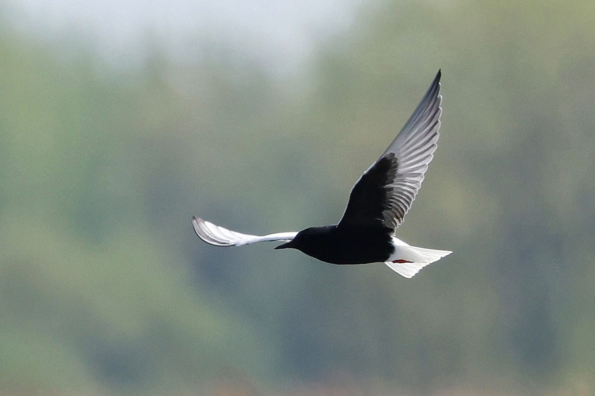 White-winged Tern - Denis Tétreault