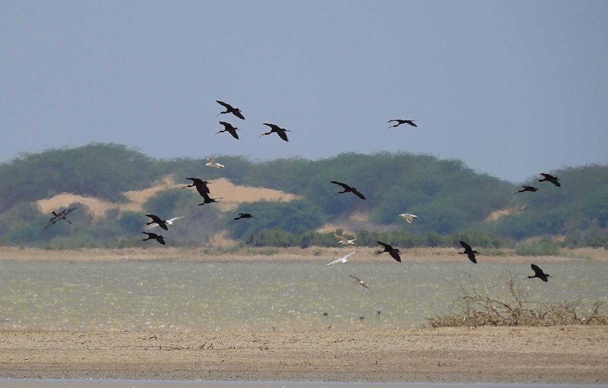 Glossy Ibis - ML619394252