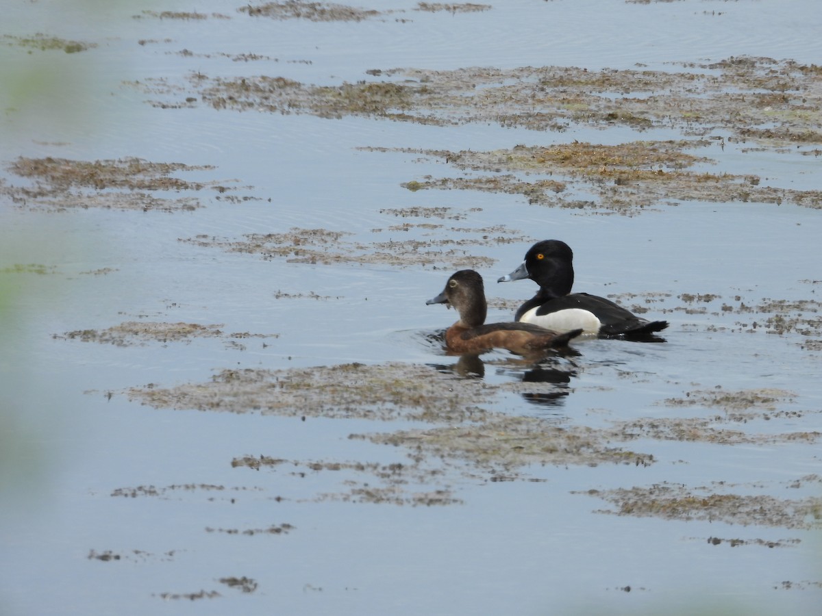 Ring-necked Duck - ML619394254