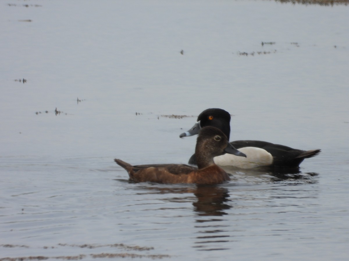 Ring-necked Duck - ML619394255