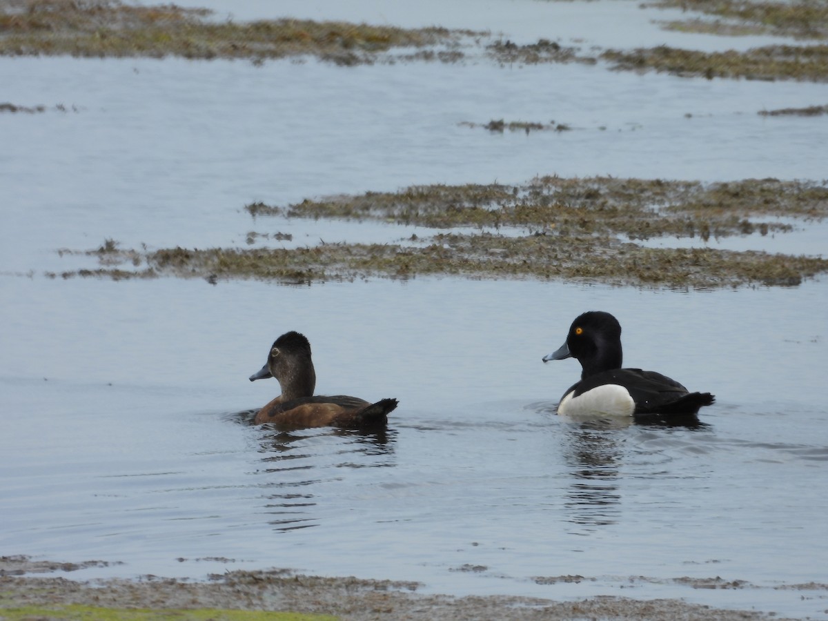 Ring-necked Duck - Denis Provencher COHL