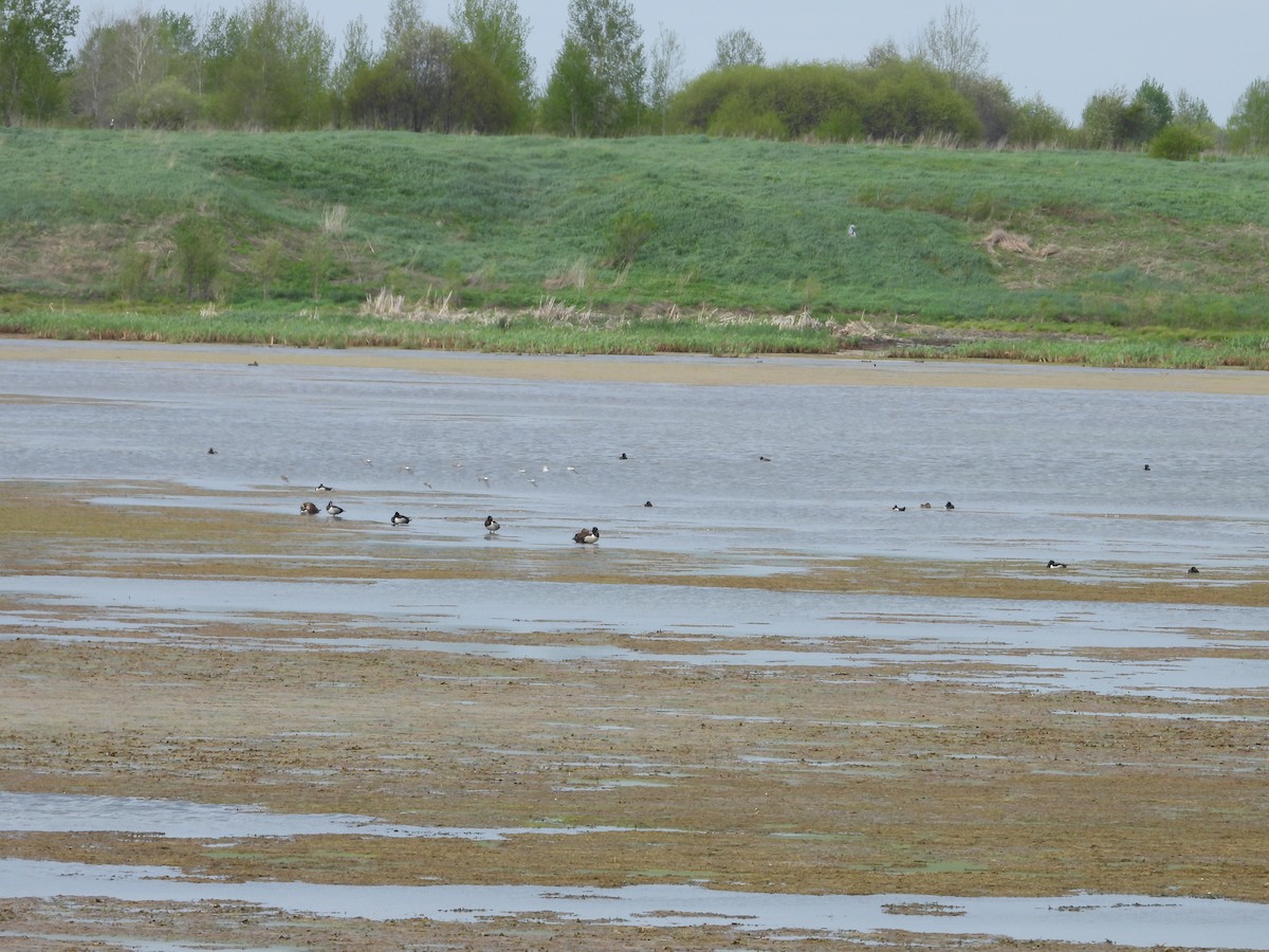 Ring-necked Duck - ML619394257