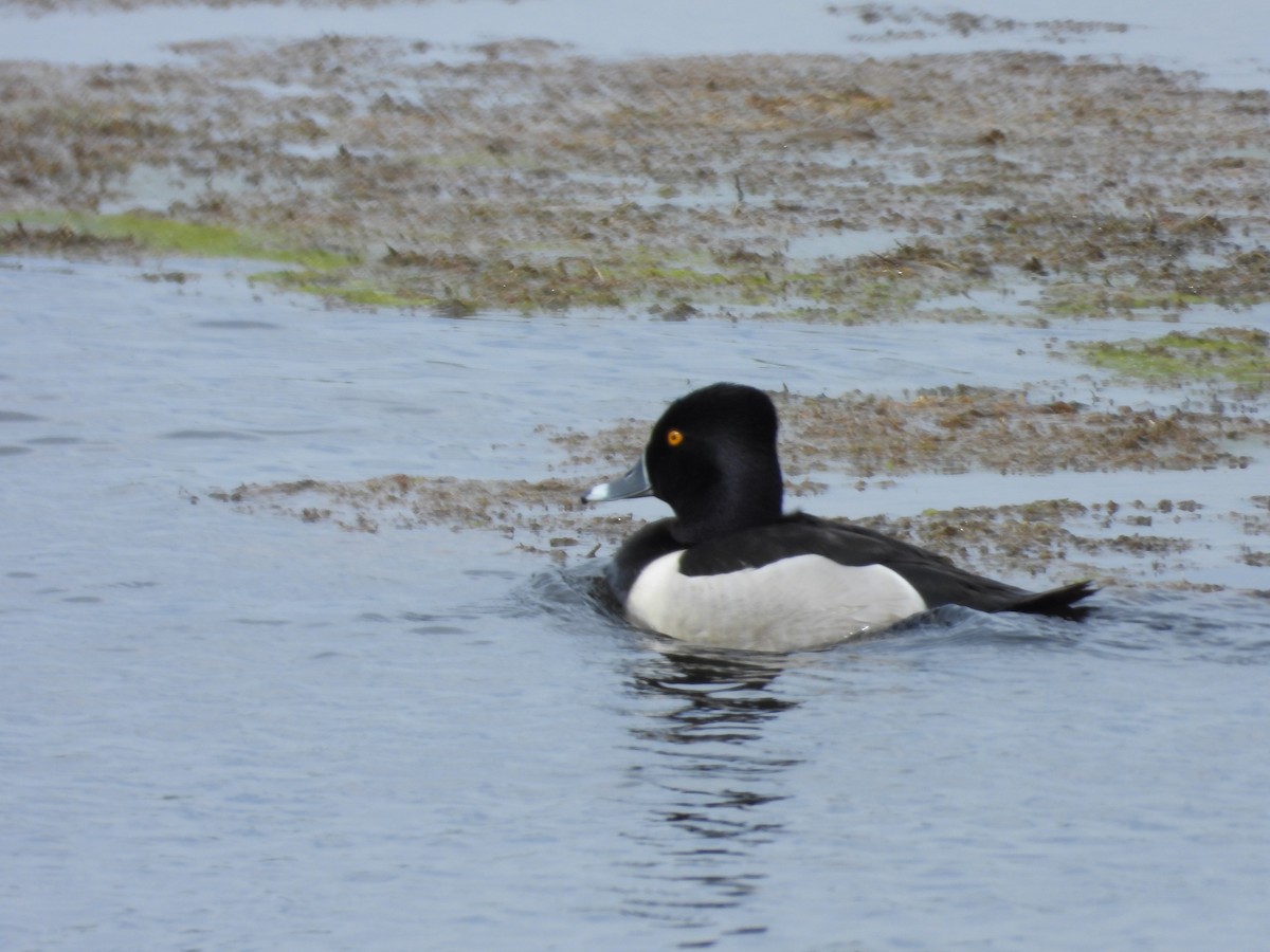 Ring-necked Duck - ML619394258