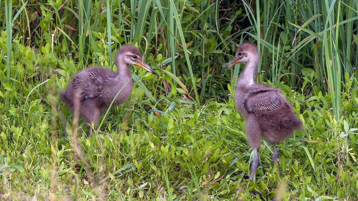 Limpkin - ML619394259