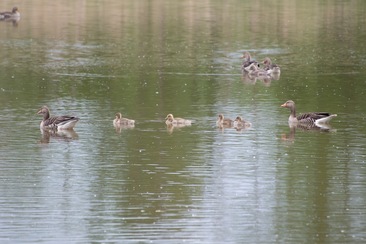 Graylag Goose - Seb Lem