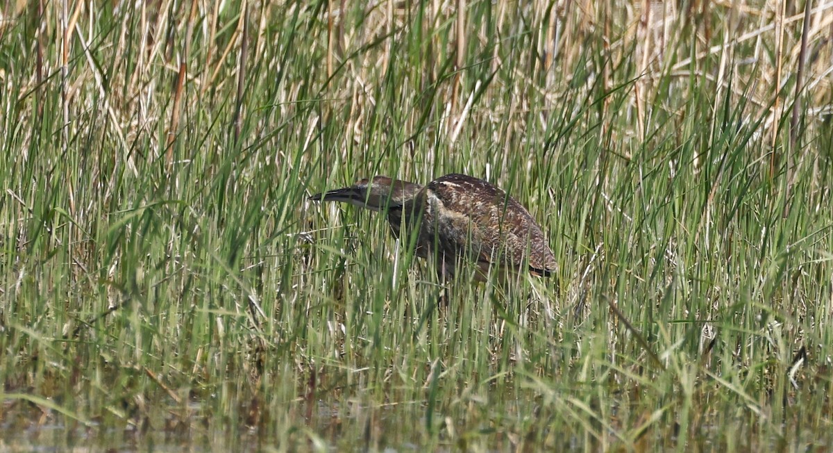 American Bittern - Denis Tétreault