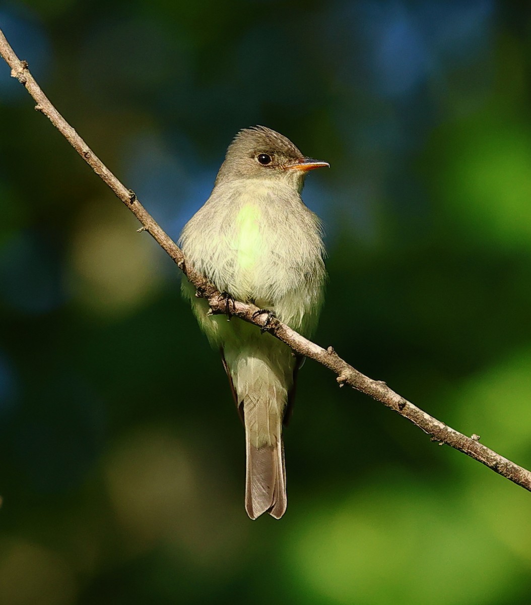 Eastern Wood-Pewee - Nik Teichmann