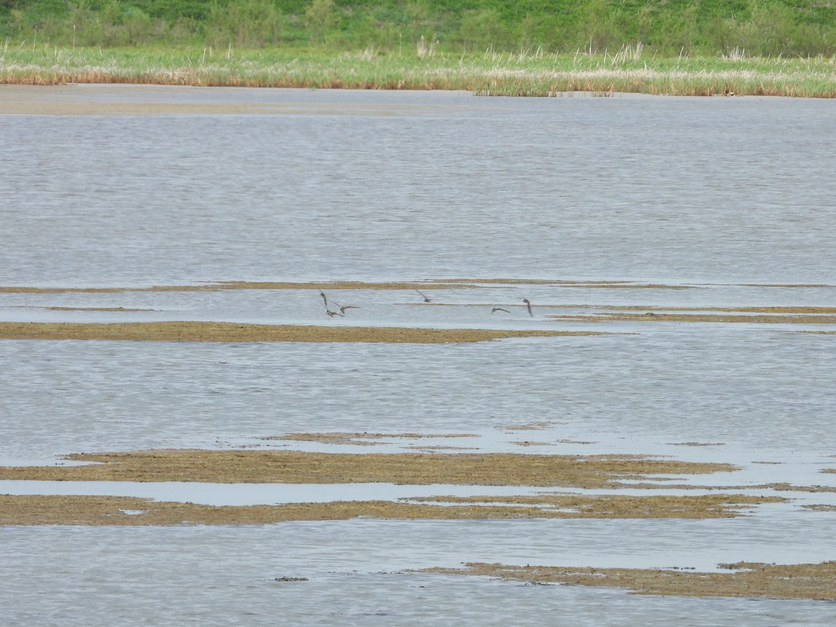 Semipalmated Plover - ML619394287