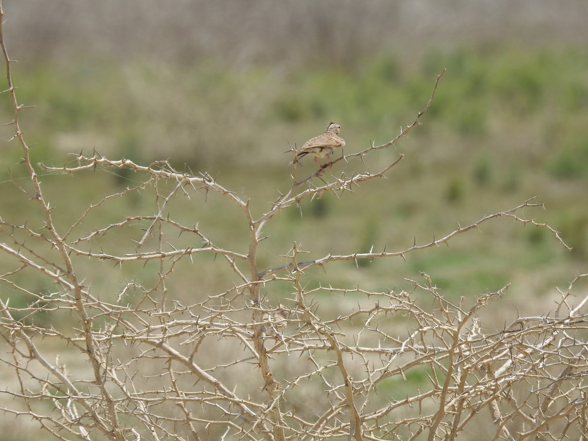 Crested Lark - Zafeer Ahmed Shaikh