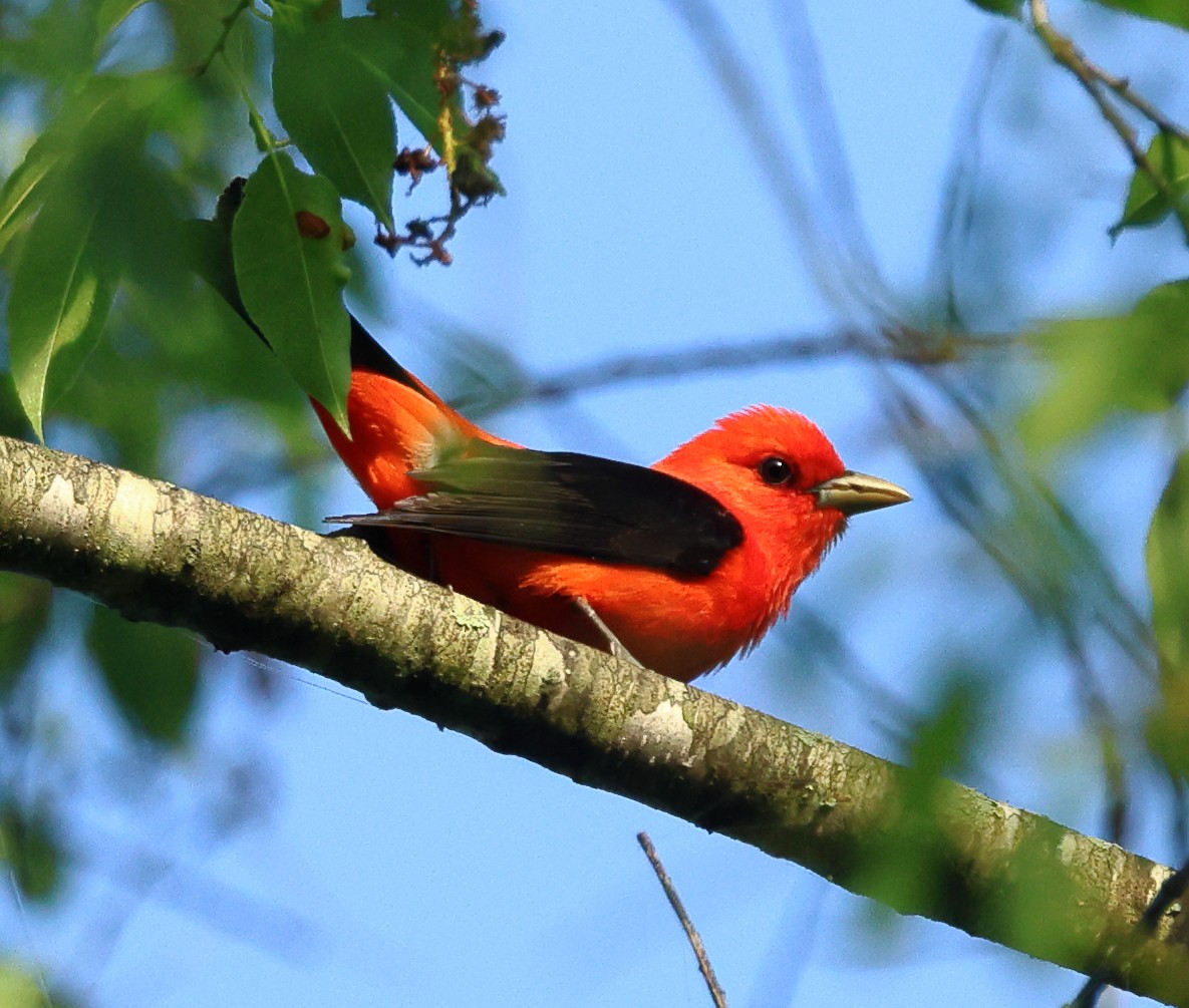 Scarlet Tanager - Nik Teichmann