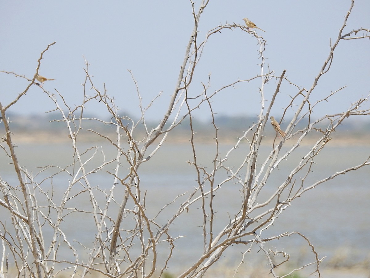 Plain Prinia - Zafeer Ahmed Shaikh