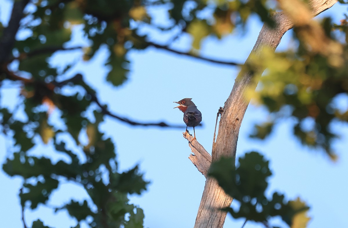 Eastern Subalpine Warbler - Gál Szabolcs