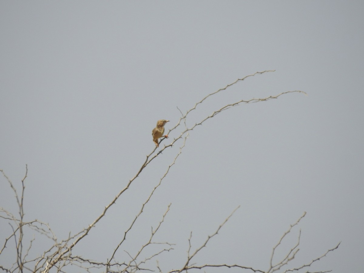 Common Babbler - Zafeer Ahmed Shaikh